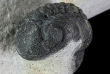 Trilobite Association (xBarrandeops & Gerastos) #83357-1